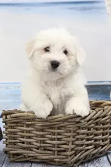 Coton Prints: Picture No. 11770800