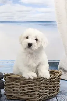Coton Prints: Picture No. 11770802