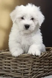 Coton Prints: Picture No. 11770803