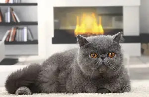 Fireplace Prints: Picture No. 11770813