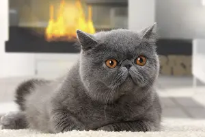 Fireplace Prints: Picture No. 11770815