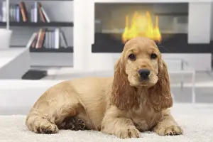 Fireplace Prints: Picture No. 11770830