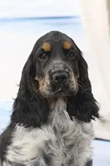 Floor Prints: Picture No. 11770837