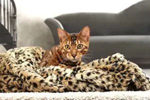 Rugs Prints: Picture No. 11770897