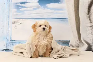 Havanese Prints: Picture No. 11770926