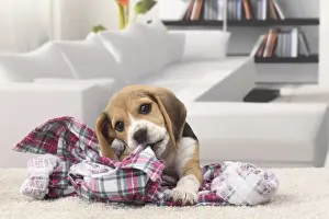 Chewing Prints: Picture No. 11770952