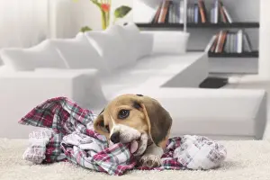 Chewing Prints: Picture No. 11770953