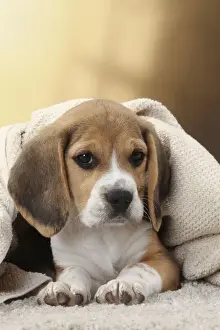 Snuggling Prints: Picture No. 11770974