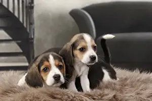 Beagles Prints: Picture No. 11770997