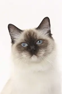 Picture No. 11771008