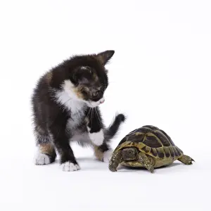 Tortoise Prints: Picture No. 11771036