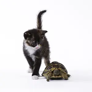 Tortoise Prints: Picture No. 11771037