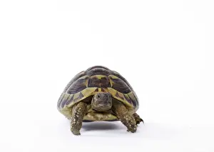 Tortoise Prints: Picture No. 11771038