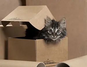 Cardboard Prints: Picture No. 11771078