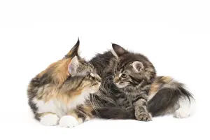 Hugging Prints: Picture No. 11771124
