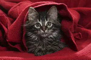 Blankets Prints: Picture No. 11771153