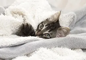 Towels Prints: Picture No. 11771164