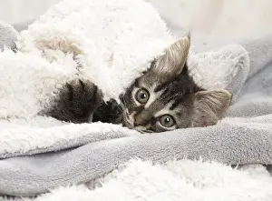 Towels Prints: Picture No. 11771165