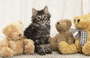 Teddy Prints: Picture No. 11771168