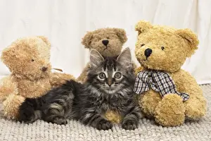 Teddy Prints: Picture No. 11771170