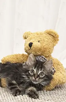 Teddy Prints: Picture No. 11771171