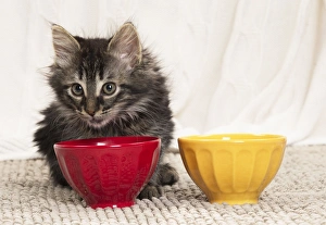 Bowls Collection: Picture No. 11771174