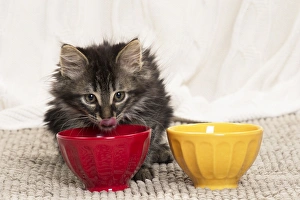 Bowls Collection: Picture No. 11771175