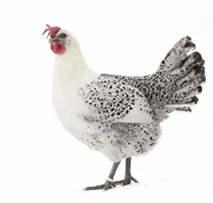 Hens Prints: Picture No. 11771186