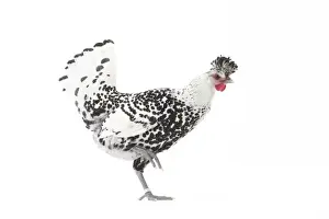 Picture No. 11771206