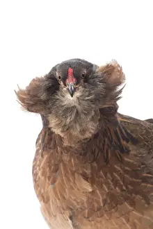 Araucana Prints: Picture No. 11771252