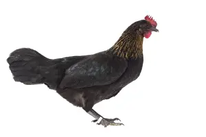 Hens Prints: Picture No. 11771257