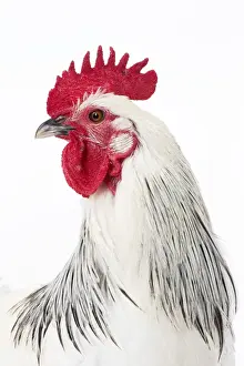 Picture No. 11771334