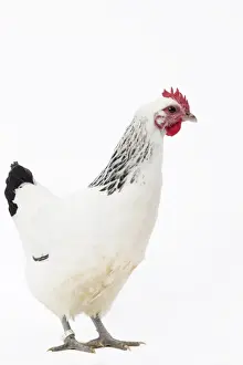 Poule Prints: Picture No. 11771335