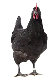 Poule Prints: Picture No. 11771411