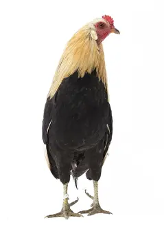 Picture No. 11771438