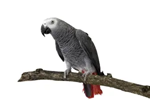 Picture No. 11771443