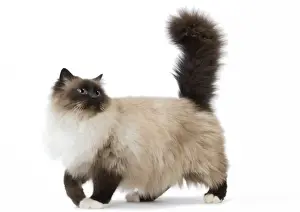 Birman Prints: Picture No. 11771449