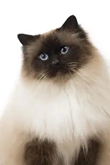 Birman Prints: Picture No. 11771452