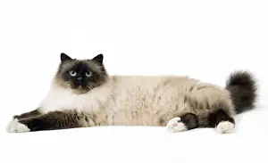 Birman Prints: Picture No. 11771454