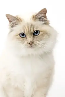 Birman Prints: Picture No. 11771455