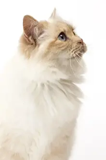 Birman Prints: Picture No. 11771456