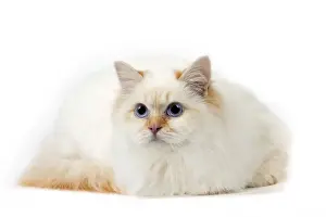 Birman Prints: Picture No. 11771459
