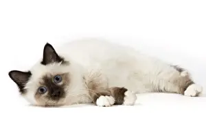 Birman Prints: Picture No. 11771460