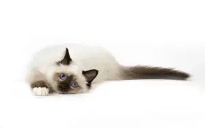 Birman Prints: Picture No. 11771461