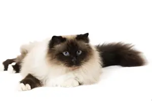 Birman Prints: Picture No. 11771463