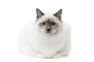 Birman Prints: Picture No. 11771465