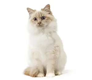 Birman Prints: Picture No. 11771467