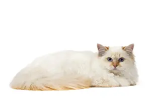 Birman Prints: Picture No. 11771468