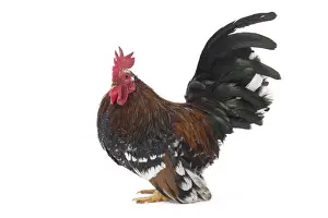 Bantam Prints: Picture No. 11771479
