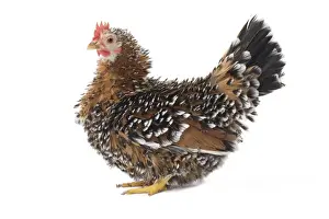 Farm Prints: Picture No. 11771481